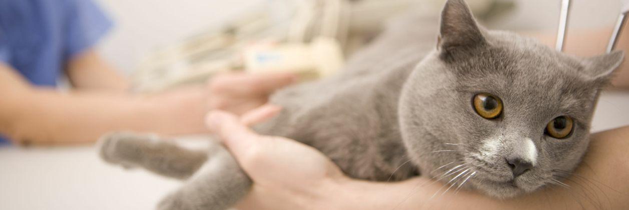 Стерилізація і кастрація тварин | | КП Центр обращения с животными ...